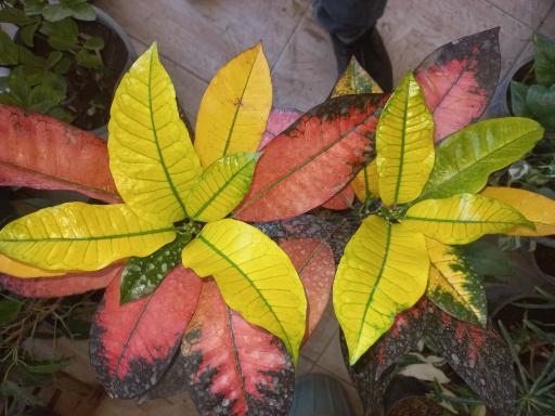 عکس گلفروشی ناصر