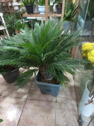 عکس گلفروشی ناصر