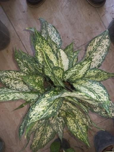 عکس گلفروشی ناصر