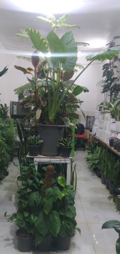 عکس گل فروشی پونه