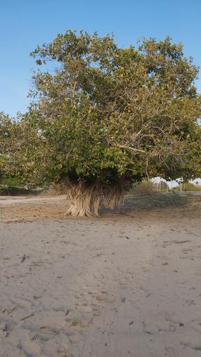 عکس بندر ریگ