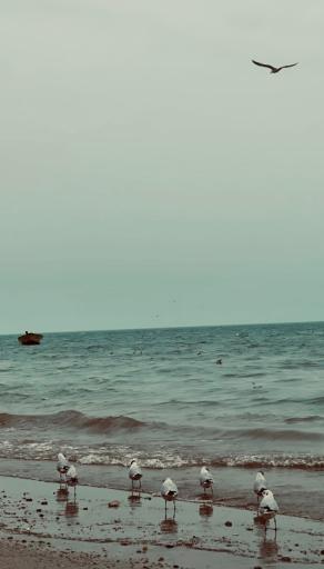 عکس بندر ریگ