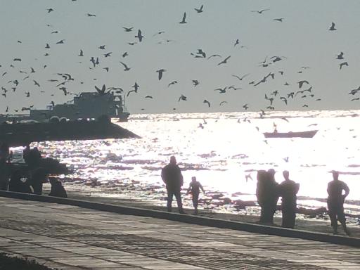 عکس ساحل پارک دانشجو بوشهر