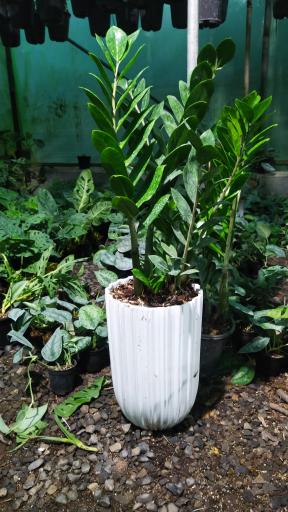 عکس گلخانه پناه 