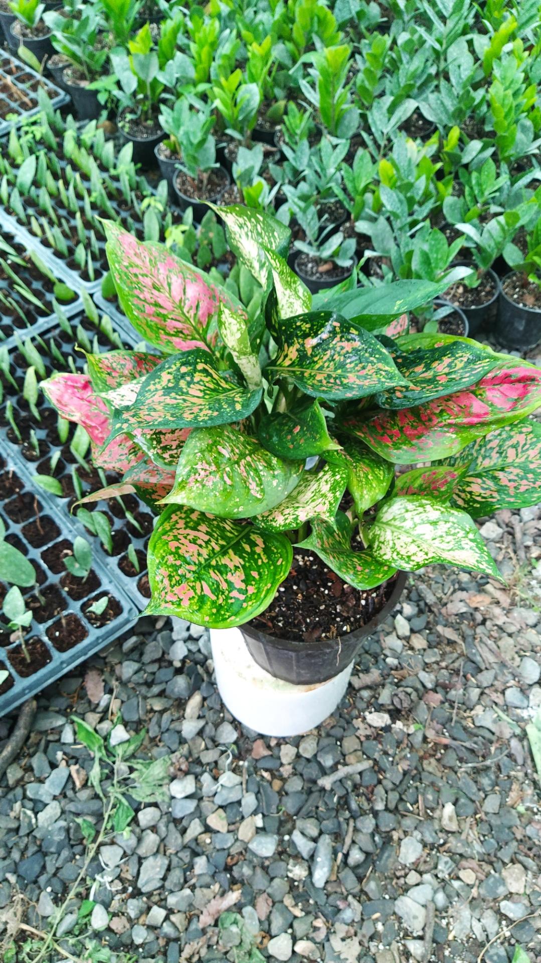 عکس گلخانه پناه 