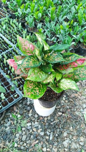 عکس گلخانه پناه 