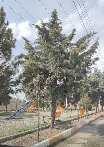 عکس شهرک طاووسیه