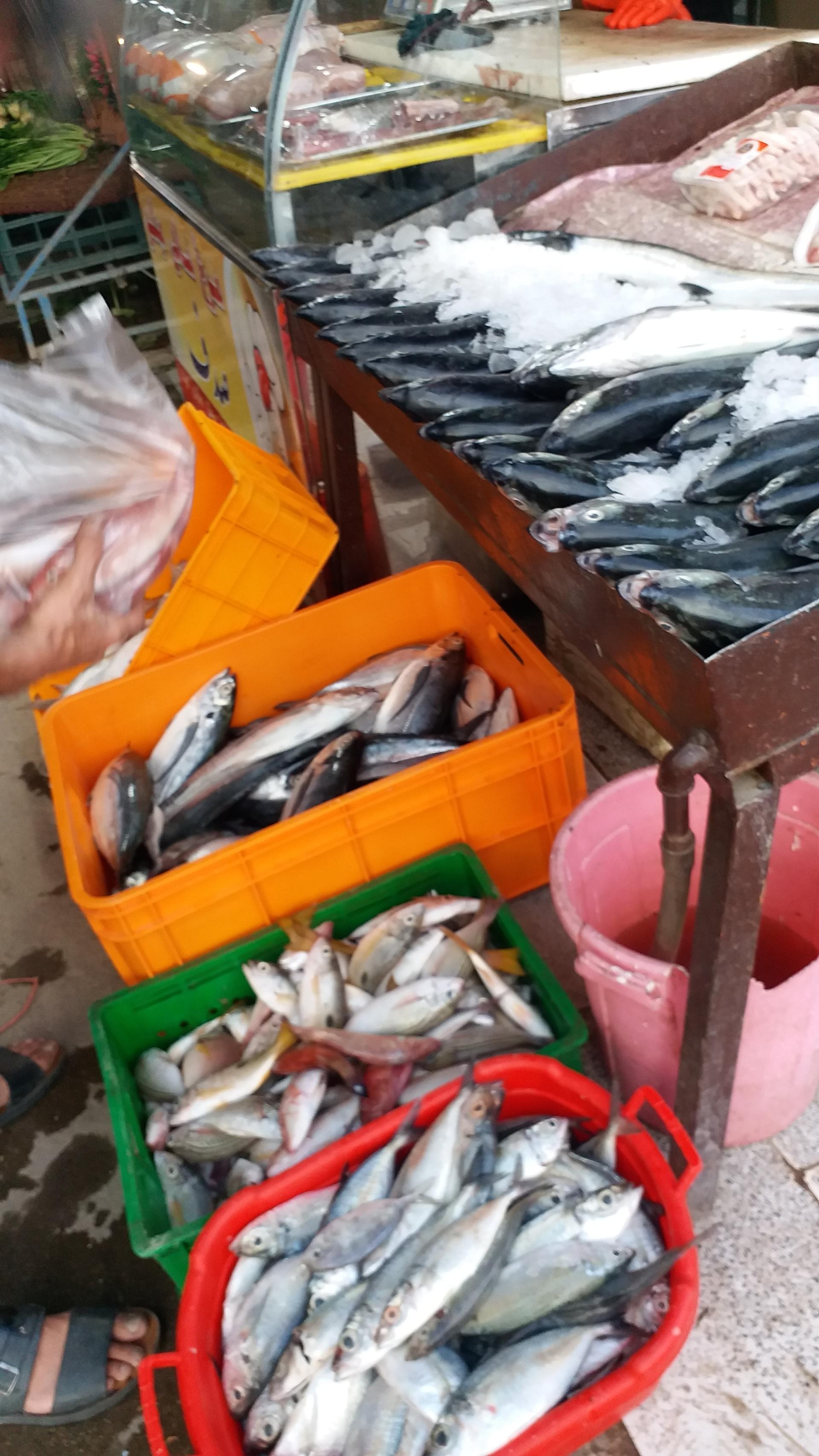 عکس مرغ و ماهی صدف