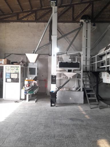 عکس برنجکوبی و بسته بندی و سورتینگ برنج ممتاز محمدی