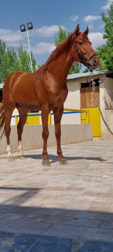 عکس باشگاه سوارکاری ساواش