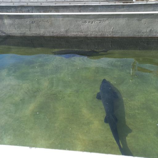 عکس ماهی سرا