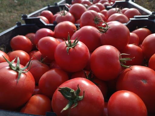 عکس مزرعه ایران منش