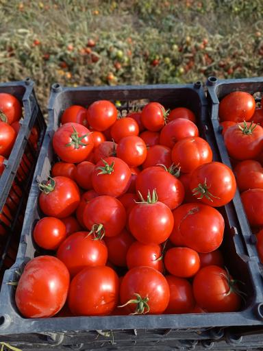 مزرعه ایران منش