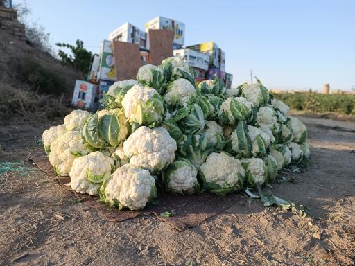 عکس مزرعه ایران منش