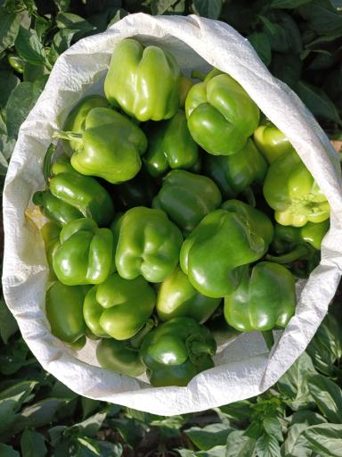 عکس مزرعه ایران منش