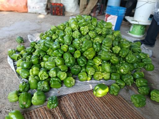 عکس مزرعه ایران منش