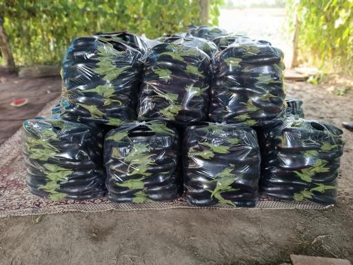 عکس مزرعه ایران منش