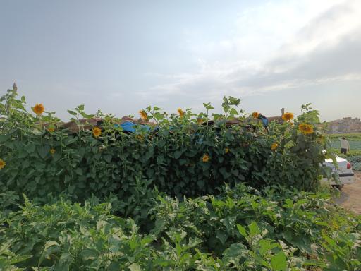 عکس مزرعه ایران منش