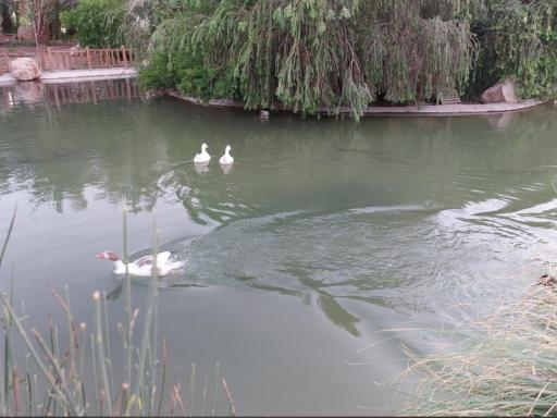 عکس دریاچه پارک آبشار بافق