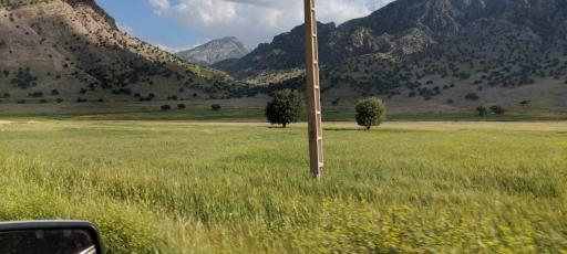 عکس دشت سوسن