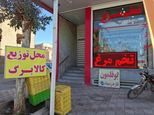 عکس مرغ و ماهی جانبازان