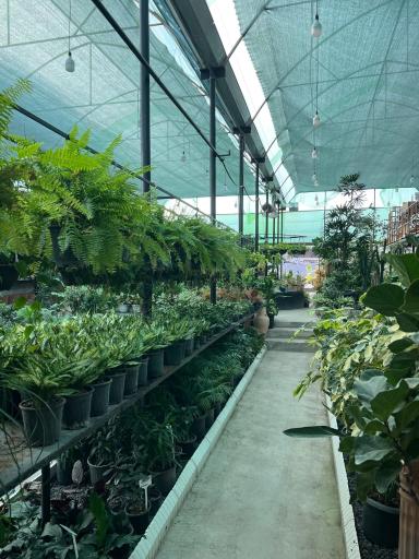 عکس گلخانه شیرکوه