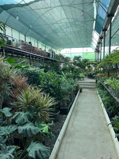 عکس گلخانه شیرکوه