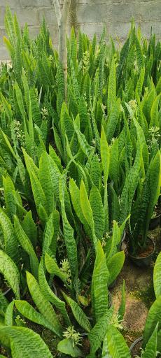 عکس گلخانه ارکیده