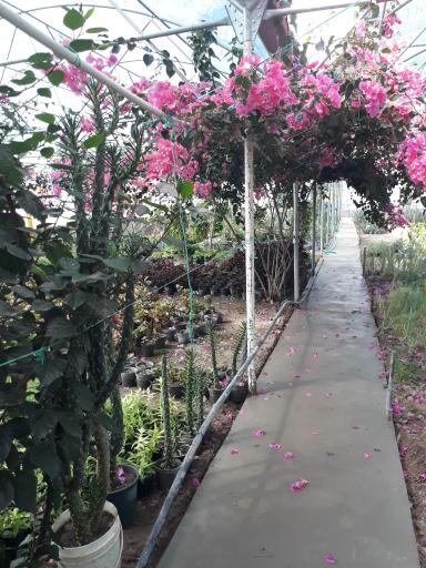 عکس گلخانه ارکیده