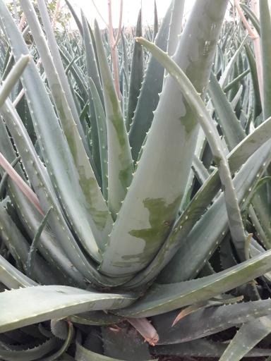 عکس گلخانه ارکیده
