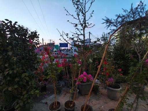 عکس گلخانه شیرکوه