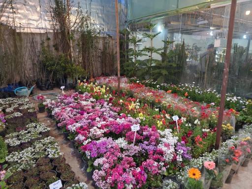 عکس گلخانه شیرکوه