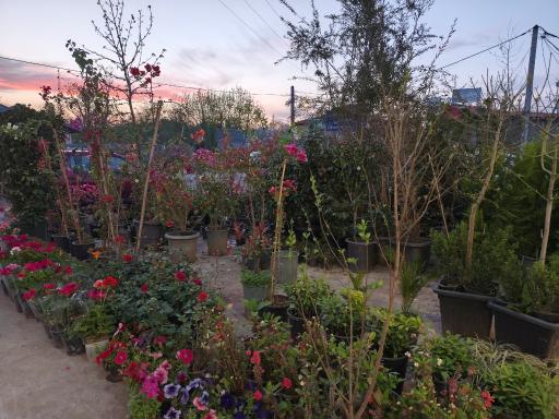عکس گلخانه شیرکوه