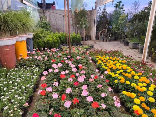 عکس گلخانه شیرکوه