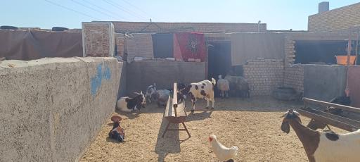 عکس دامداری کریمه اهل بیت