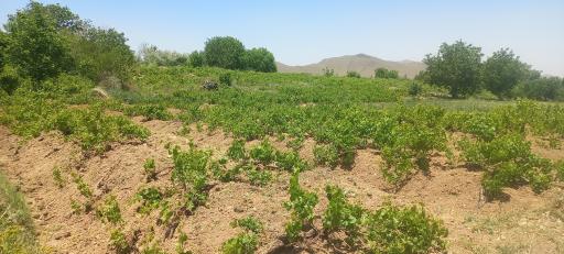 عکس الودر