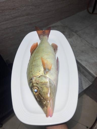 عکس کترینگ دریایی فیش لاین