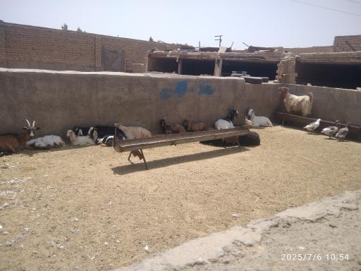 عکس دامداری کریمه اهل بیت