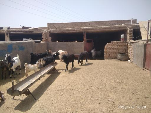 عکس دامداری کریمه اهل بیت