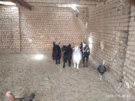 عکس دامداری کریمه اهل بیت