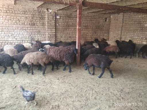 عکس دامداری کریمه اهل بیت