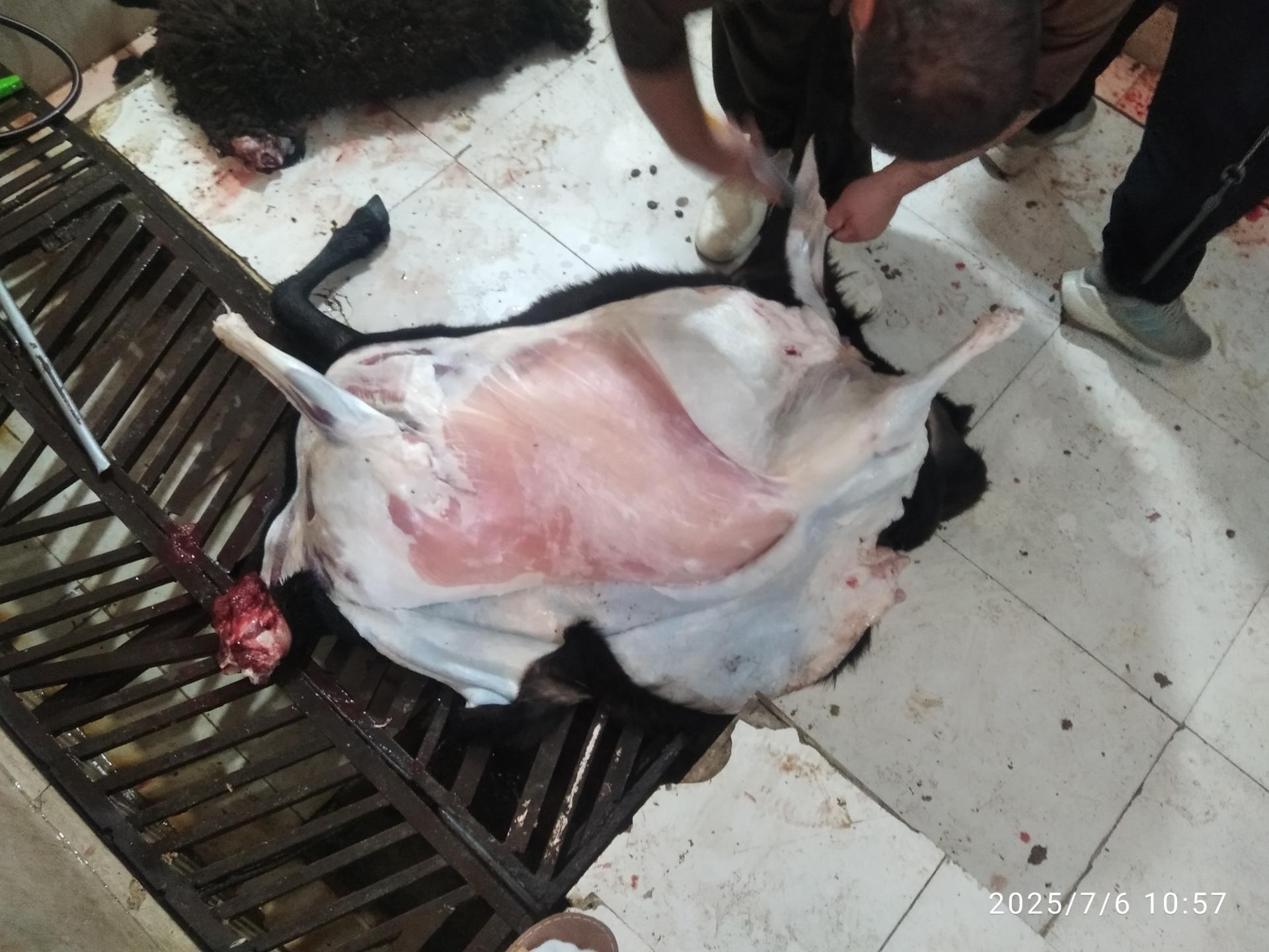 عکس دامداری کریمه اهل بیت