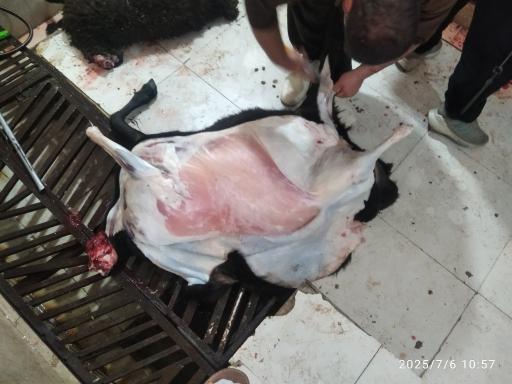 عکس دامداری کریمه اهل بیت