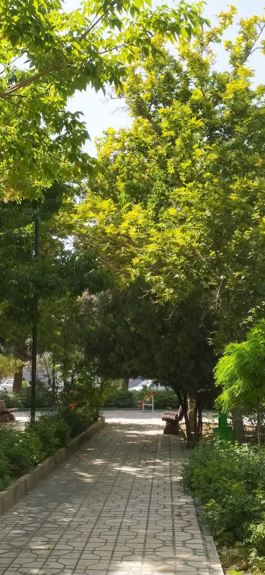 عکس میدان آیت‌الله سعیدی