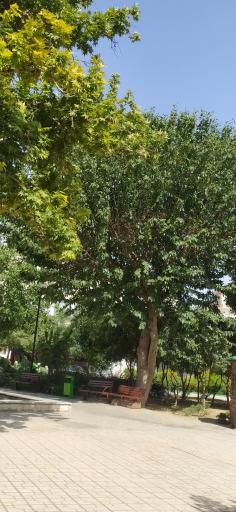 عکس میدان آیت‌الله سعیدی