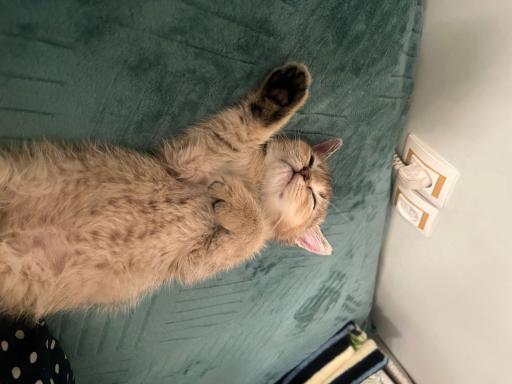 عکس بیمارستان دامپزشکی ترنج