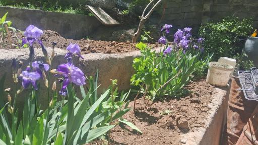 عکس باغ و پرورش ماهی زمانی
