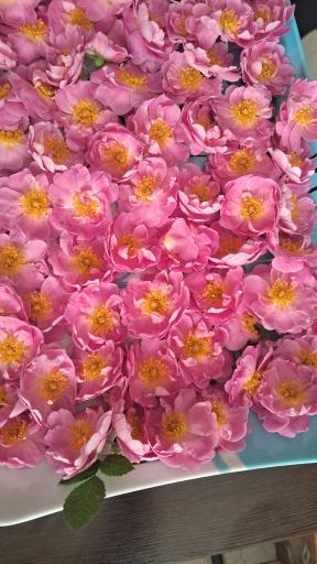 عکس باغ و پرورش ماهی زمانی
