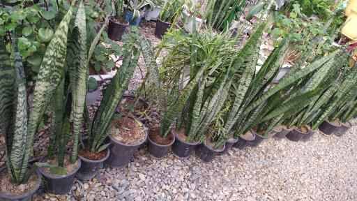 عکس گلخانه ویکی کاکتوس محمدشهر