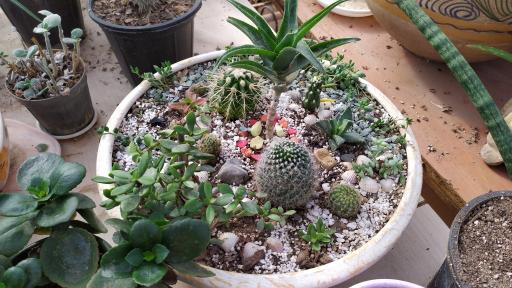 عکس گلخانه ویکی کاکتوس محمدشهر